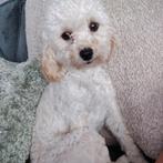 maltipoo teefje Sofie, Dieren en Toebehoren, Rabiës (hondsdolheid), 15 weken tot 1 jaar, Teef, Eén hond