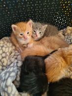 Lieve kittens, Dieren en Toebehoren