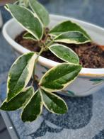 Hoya 1x, Huis en Inrichting, Kamerplanten, Ophalen of Verzenden, Overige soorten, Minder dan 100 cm