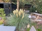 Mini Pampasgras pluimen, Ophalen, Vaste plant, Siergrassen