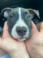 Amerikaanse staffordshireterriër pup, Particulier, 15 weken tot 1 jaar, Reu, CDV (hondenziekte)