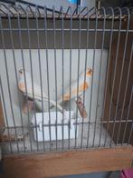 Roodmozaiek  kanaries, Meerdere dieren