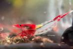Red rili - rilli garnalen high grade | Neocaridina shrimps, Kreeft, Krab of Garnaal, Zoetwatervis