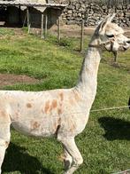 Alpaca hengst, Dieren en Toebehoren, Overige Dieren, April, Mannelijk