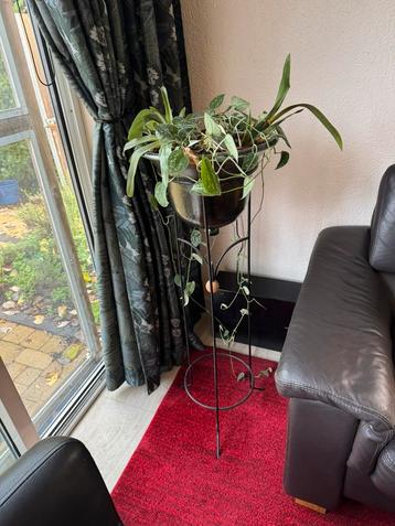 Plant op standaard beschikbaar voor biedingen