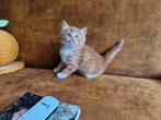 Mooi rood Siberische kitten!, Dieren en Toebehoren, Katten en Kittens | Raskatten | Langhaar, Meerdere dieren, Gechipt, 0 tot 2 jaar