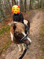 Mega brave kinder shetlander!, Dieren en Toebehoren, Merrie, A pony (tot 1.17m), Recreatiepony, 7 tot 10 jaar