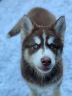 Zeer zeldzame choco wooly husky pup, 8 tot 15 weken, Eén hond, Nederland, Particulier