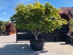 Japanse esdoorn Acer Palmatum Osakazuki, Bloeit niet, Halfschaduw, Overige soorten, 250 tot 400 cm