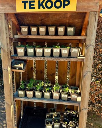 Peulen, tuinbonen en sla, moestuin / groente plantjes  beschikbaar voor biedingen