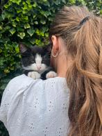 Siberische boskat kater zwart grijs kitten poesjes nest poes, Dieren en Toebehoren, Kater, Ontwormd, 0 tot 2 jaar