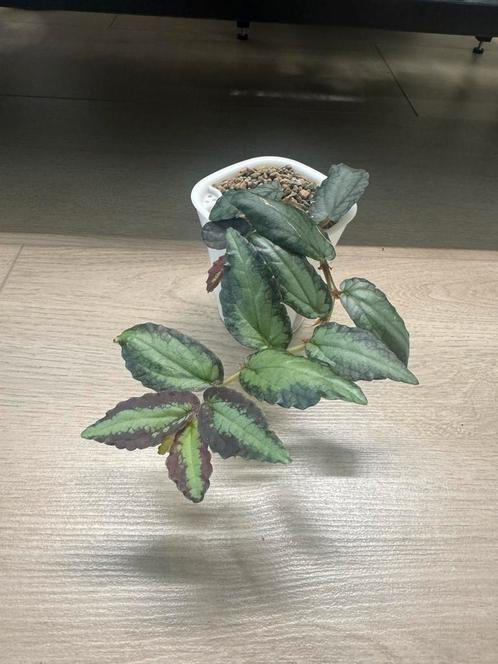 Pellionia Repens, Huis en Inrichting, Kamerplanten, Overige soorten, Minder dan 100 cm, Ophalen of Verzenden