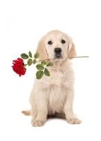 Gezocht Goldenretriever pup, Dieren en Toebehoren, Honden | Retrievers, Spaniëls en Waterhonden, Golden retriever, 8 tot 15 weken