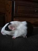 Lief cavia beertje ( 5 july 2025), Cavia, Mannelijk, Juli, Tam