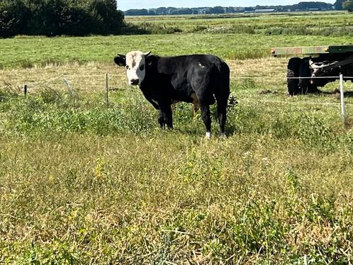 Mooie blaarkop stier en Rooie Luxe dekstier, Dieren en Toebehoren, Runderen, Mannelijk, 0 tot 2 jaar