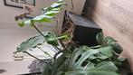 Inclusief plantenbak 45cm. Alleen op te halen., Ophalen