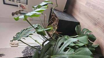 Inclusief plantenbak 45cm. Alleen op te halen. beschikbaar voor biedingen