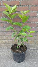 Japanse moerbei, moerbei, honingbes, herfstolijf, Minder dan 100 cm, Lente, Overige soorten, Volle zon