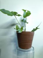 Mobach bloempot bruin groot, Rond, Ophalen of Verzenden, Aardewerk, Minder dan 40 cm