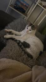 Kat zoekt nieuwe thuis, Dieren en Toebehoren, Katten en Kittens | Raskatten | Korthaar, Kater, Ingeënt