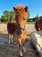 Super knap hengst veulen te koop, Dieren en Toebehoren, Pony's, Gechipt, 0 tot 2 jaar, Hengst, Onbeleerd