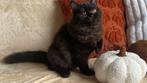 Yumi – Brits Langhaar poes (zwart), Dieren en Toebehoren, Poes, Gechipt, 0 tot 2 jaar