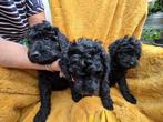 Labradoodle pup, zwart, medium, NOG 1 REUTJE, Dieren en Toebehoren, Honden | Niet-rashonden, 8 tot 15 weken, CDV (hondenziekte)