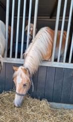Leuke haflinger jaarling ruinen, Dieren en Toebehoren, Pony's, Ruin, 0 tot 2 jaar, Recreatiepony, D pony (1.37m tot 1.48m)