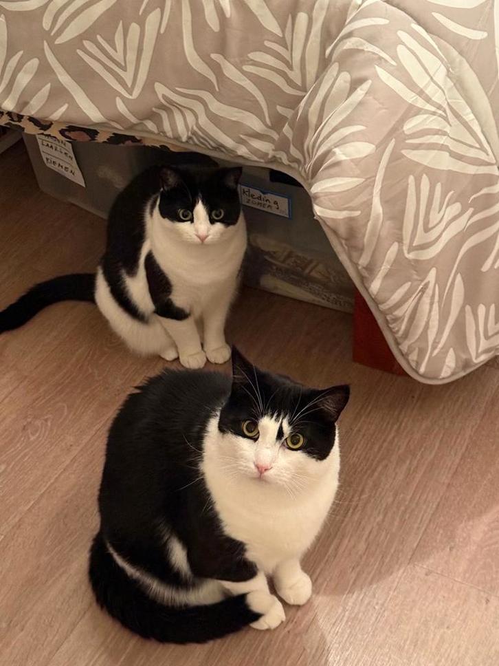 Half syberisch en Europese korthaar katten, Dieren en Toebehoren, Katten en Kittens | Raskatten | Korthaar, Meerdere dieren, 0 tot 2 jaar