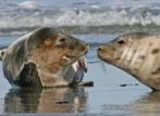 30% korting pp Vaartocht Zeehonden-safari Bruinisse, Tickets en Kaartjes, Drie personen of meer, Kortingskaart