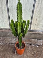 Euphorbia ... Erytrea p24 (2), Ophalen of Verzenden, Halfschaduw, Minder dan 100 cm