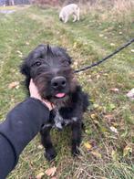 CHARMANT KNAP REUTJE HOOVER (MIDDELMAAT) HOUD VAN KROELEN, Particulier, Rabiës (hondsdolheid), 15 weken tot 1 jaar, Reu