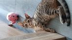 Lieve in huiselijke kring opgegroeide  kittens te koop, Dieren en Toebehoren, Katten en Kittens | Overige Katten, Meerdere dieren