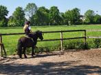 Shetlander zoekt een nieuw thuis, Dieren en Toebehoren, Pony's, Ruin, Zadelmak, Gechipt, A pony (tot 1.17m)
