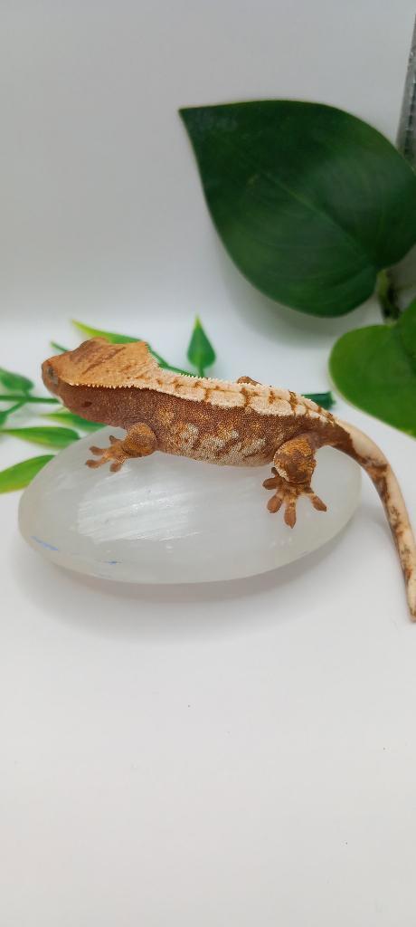 Mooie Tricolor wimpergekko man