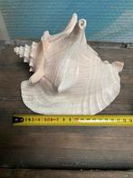 Roze vleugelhoorn schelp met natuurlijke slijtage 17 cm, Ophalen of Verzenden, Schelp(en)