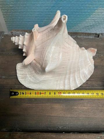 Roze vleugelhoorn schelp met natuurlijke slijtage 17 cm beschikbaar voor biedingen