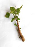 Bonsai munt caudex bijzondere plant plectranthus ernstii, Huis en Inrichting, Kamerplanten, Overige soorten, Minder dan 100 cm