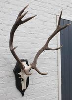 EDELHERT GEWEI ongelijke 10-ender op houten schild (ref. R), Ophalen, Gebruikt, Hert, Gewei of Kop