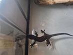 Chahoua, Dieren en Toebehoren, Slang, 0 tot 2 jaar