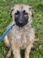 Dolly zoekt baasje, Particulier, 1 tot 2 jaar, Buitenland, Teef