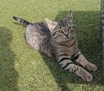 Tekoop katertje, Dieren en Toebehoren, Kater