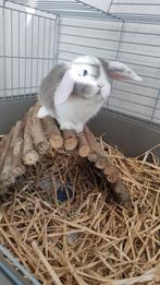 Hangoor konijn met hok, Dieren en Toebehoren, Konijnen, Mannelijk, Middelgroot, Hangoor, 0 tot 2 jaar