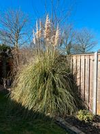 GRATIS Pampas grasplant, Ophalen, Volle zon, Overige soorten