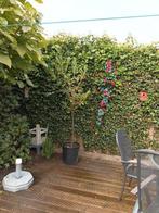 Laurier op stam 180 cm hoog zie foto koopje, Ophalen