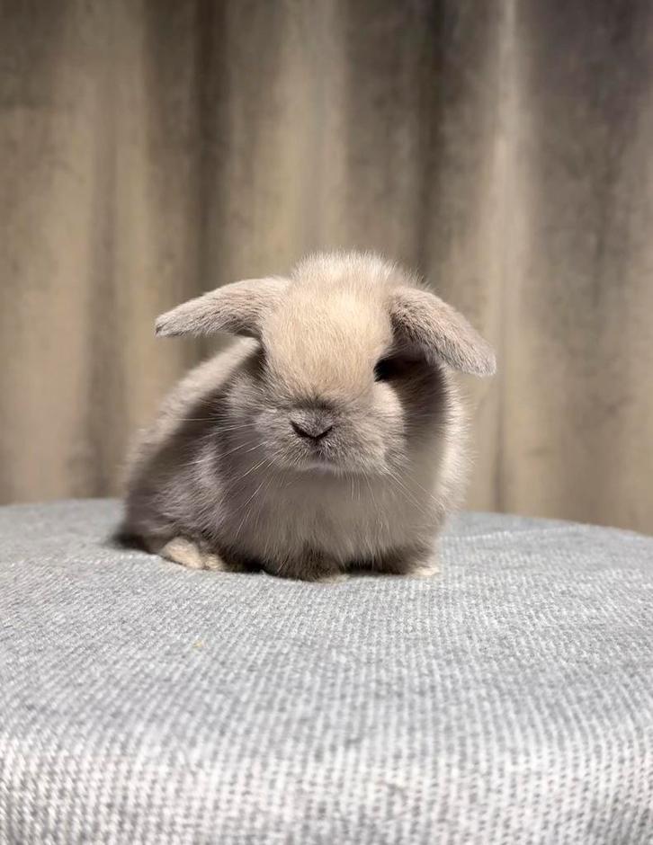 ❤SUPER LIEVE & RASZUIVERE MINILOP HANGOOR TAMME KONIJNTJES, Dieren en Toebehoren, Konijnen, Dwerg, Meerdere dieren, 0 tot 2 jaar