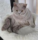 Britskorthaar kater gecastreerd met stamboom., Kater, Gechipt, 0 tot 2 jaar