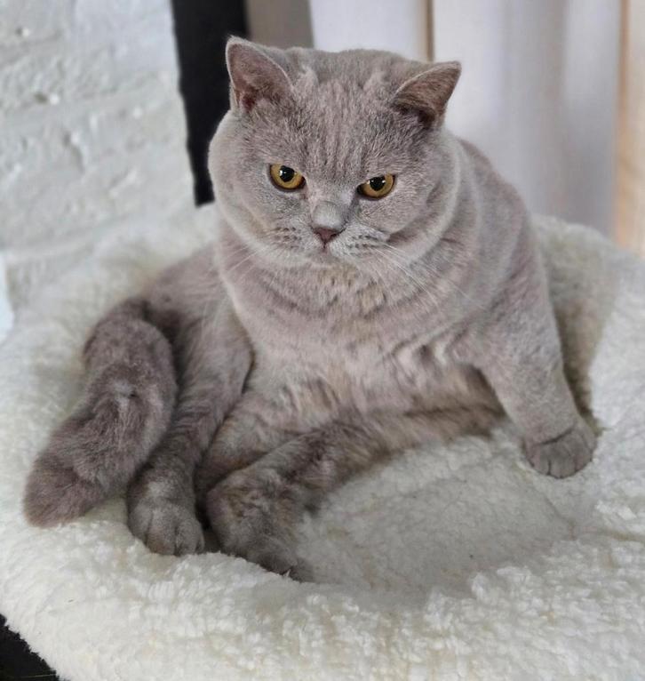 Britskorthaar kater gecastreerd met stamboom., Dieren en Toebehoren, Katten en Kittens | Raskatten | Korthaar, Kater, 0 tot 2 jaar