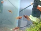 Malawi cichliden Labidochromis sp. Hongi, Dieren en Toebehoren, Vissen | Aquariumvissen, Vis