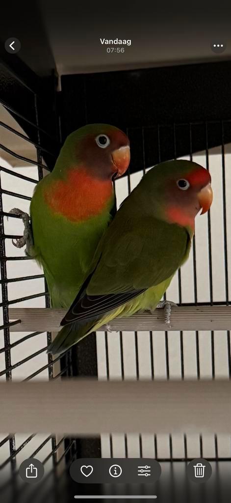 Hybride agapornis koppel Korzel en Kwast, Dieren en Toebehoren, Vogels | Parkieten en Papegaaien, Dwergpapegaai of Agapornis, Meerdere dieren